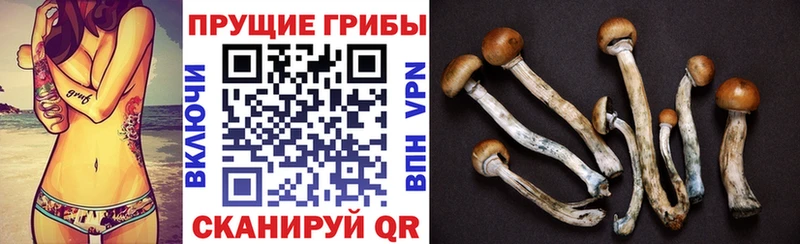Псилоцибиновые грибы мицелий OMG как войти Астрахань